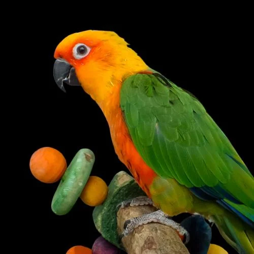 jenday-conure