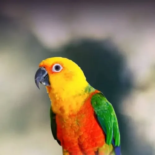 jenday-conure