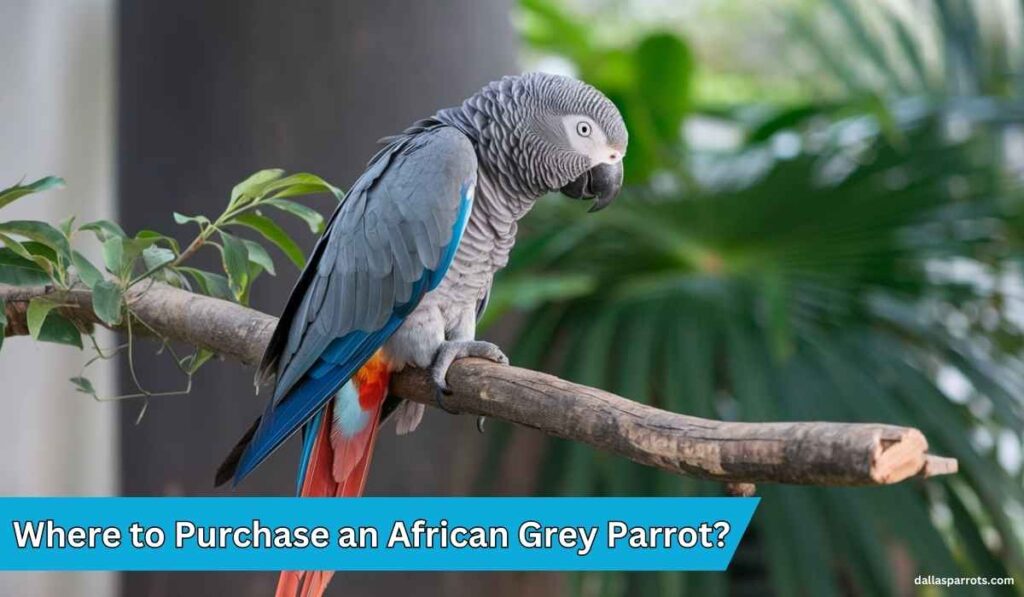 African Grey Parrot for Sale