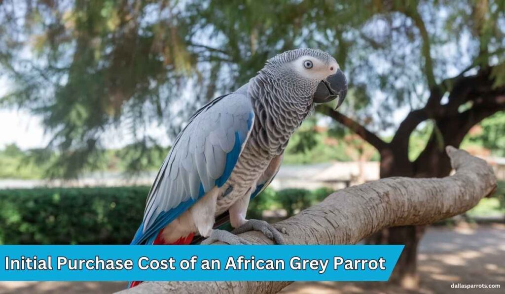 African Grey Parrot for Sale