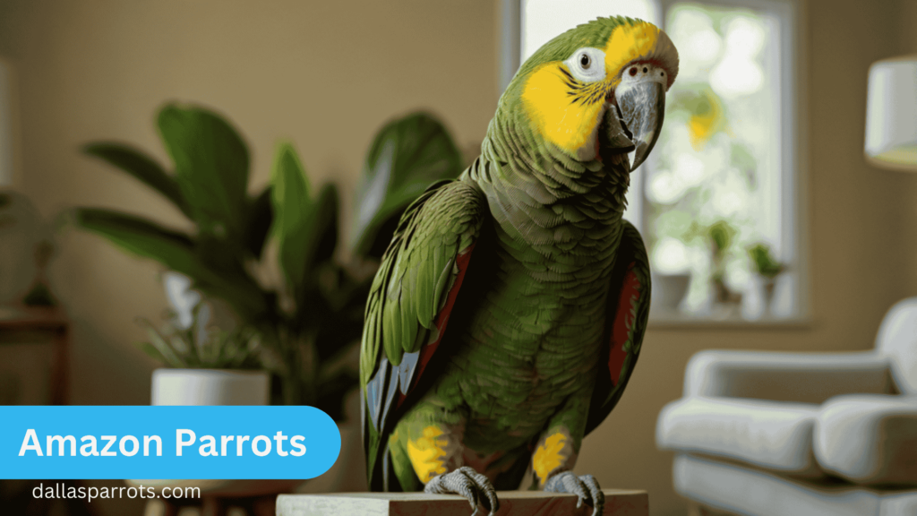 Amazon Parrots