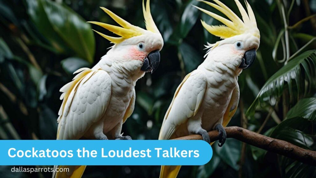 Cockatoos The Loudest Talkers