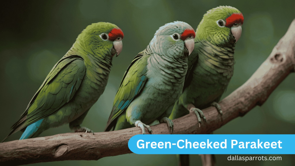 Green-Cheeked Parakeet