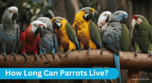 How Long Can Parrots Live?