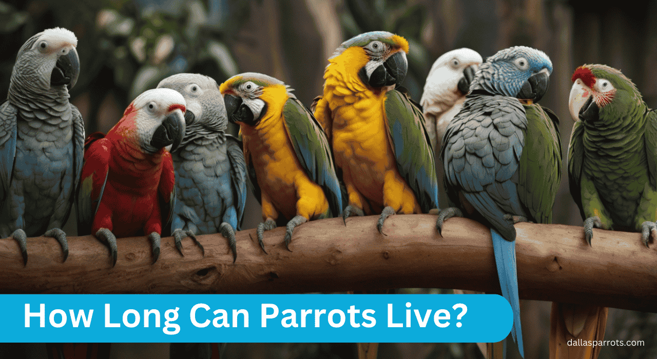 How Long Can Parrots Live? A Complete Guide 