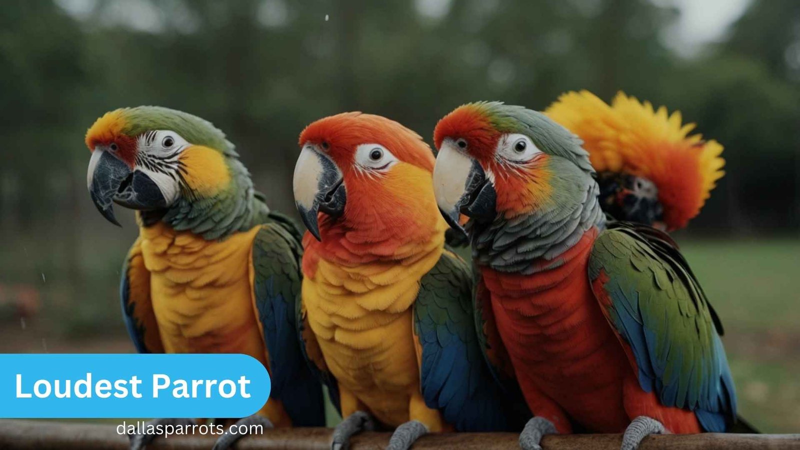 Loudest Parrot Breeds That Will Surprise You