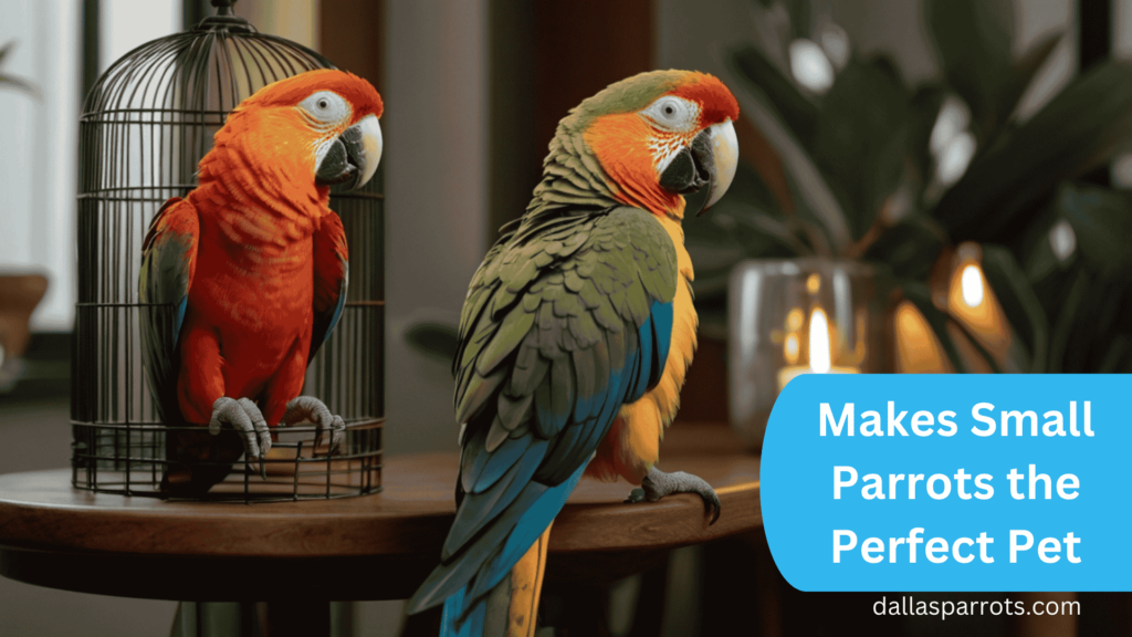 Makes Small Parrots the Perfect Pet