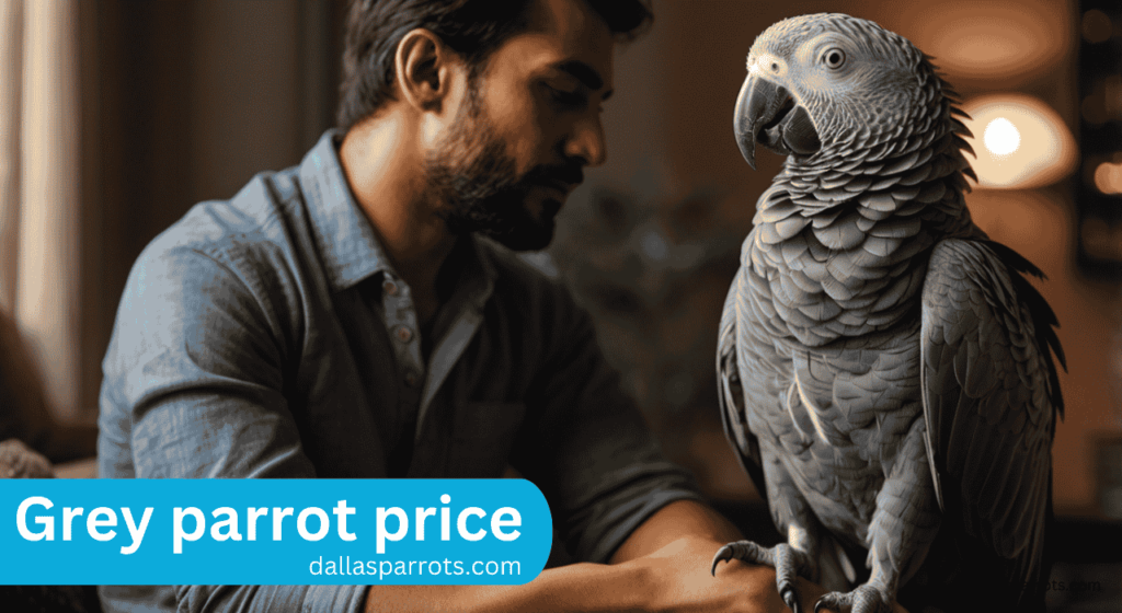 grey parrot price