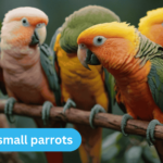 types of small parrots​