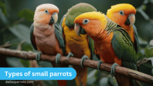 types of small parrots​