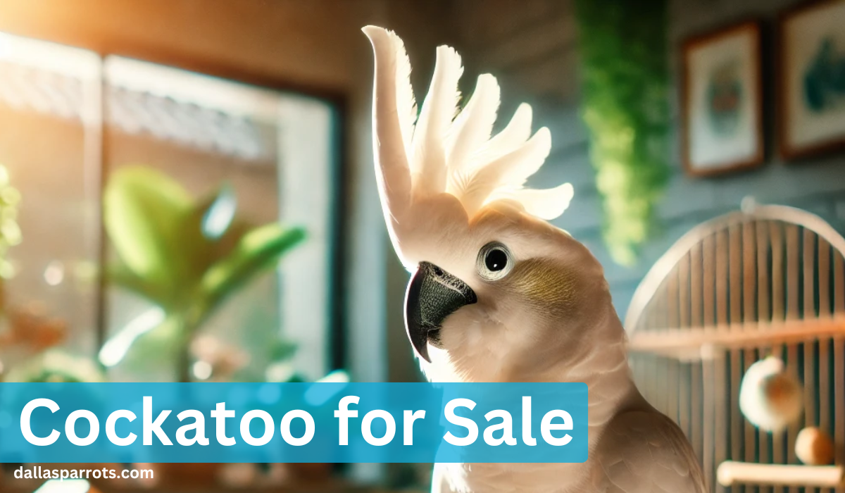 Cockatoo for Sale: Find, Choose & Care for Your New Bird