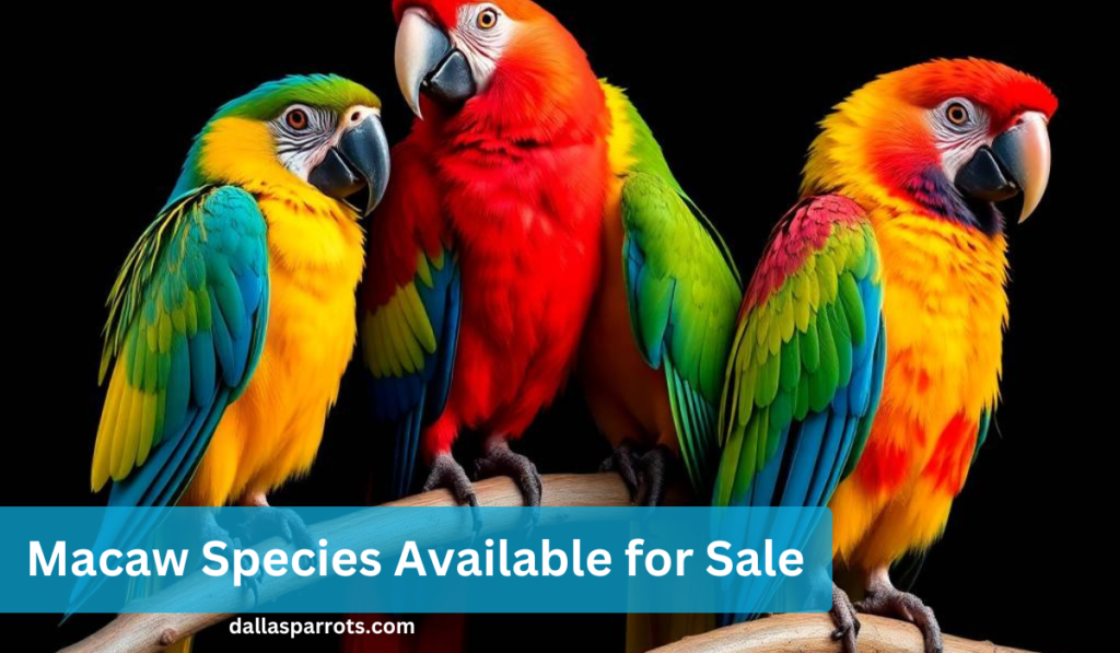 Macaw Species Available for Sale