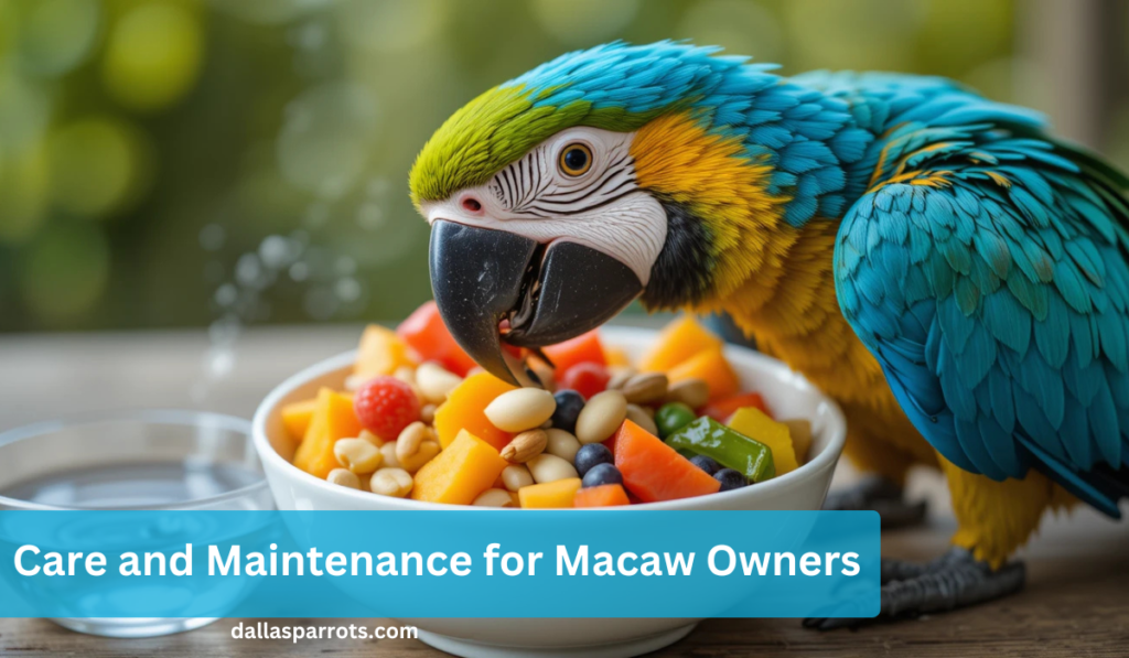 Essential Care and Maintenance for Macaw Owners
