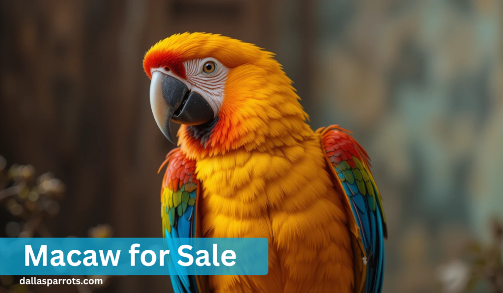 Macaw for Sale