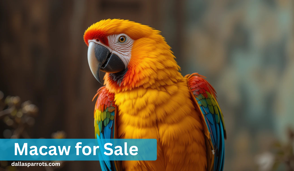 Macaw for Sale: Discover Your Perfect Feathered Companion