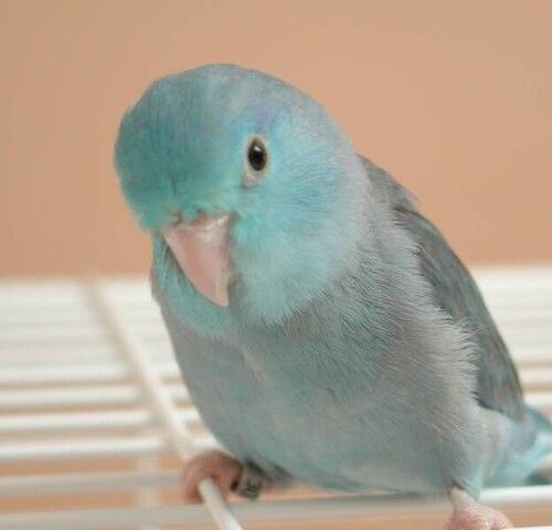 parrotlet