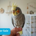 Cockatiel for Sale