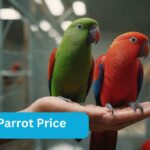 Eclectus Parrot Price