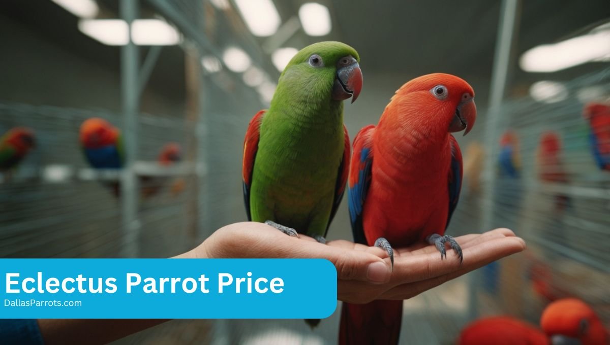 Eclectus Parrot Price: How to Find the Best Deals
