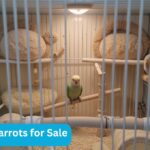 Newborn Parrots for Sale