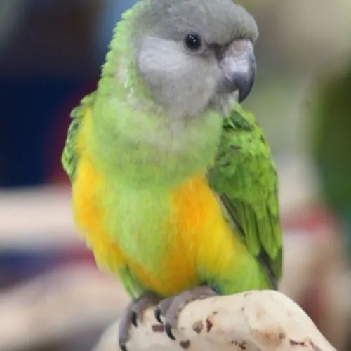 Senegal Parrot Baby - Dallas Parrots