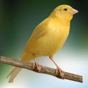 singing canary bird