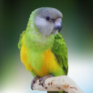 Senegal Parrot Baby