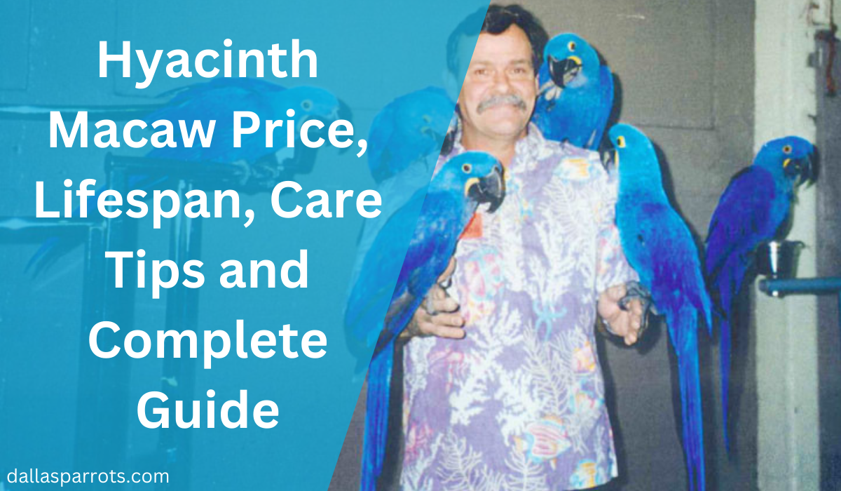 Hyacinth Macaw Price, Lifespan, Care & Complete Guide