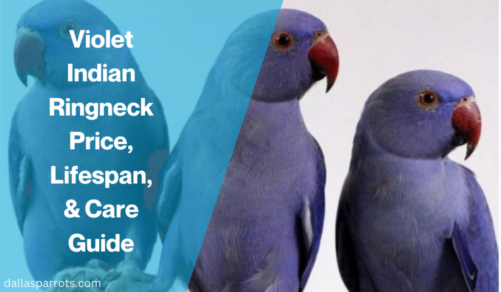 Violet Indian Ringneck Price, Lifespan, & Care Guide