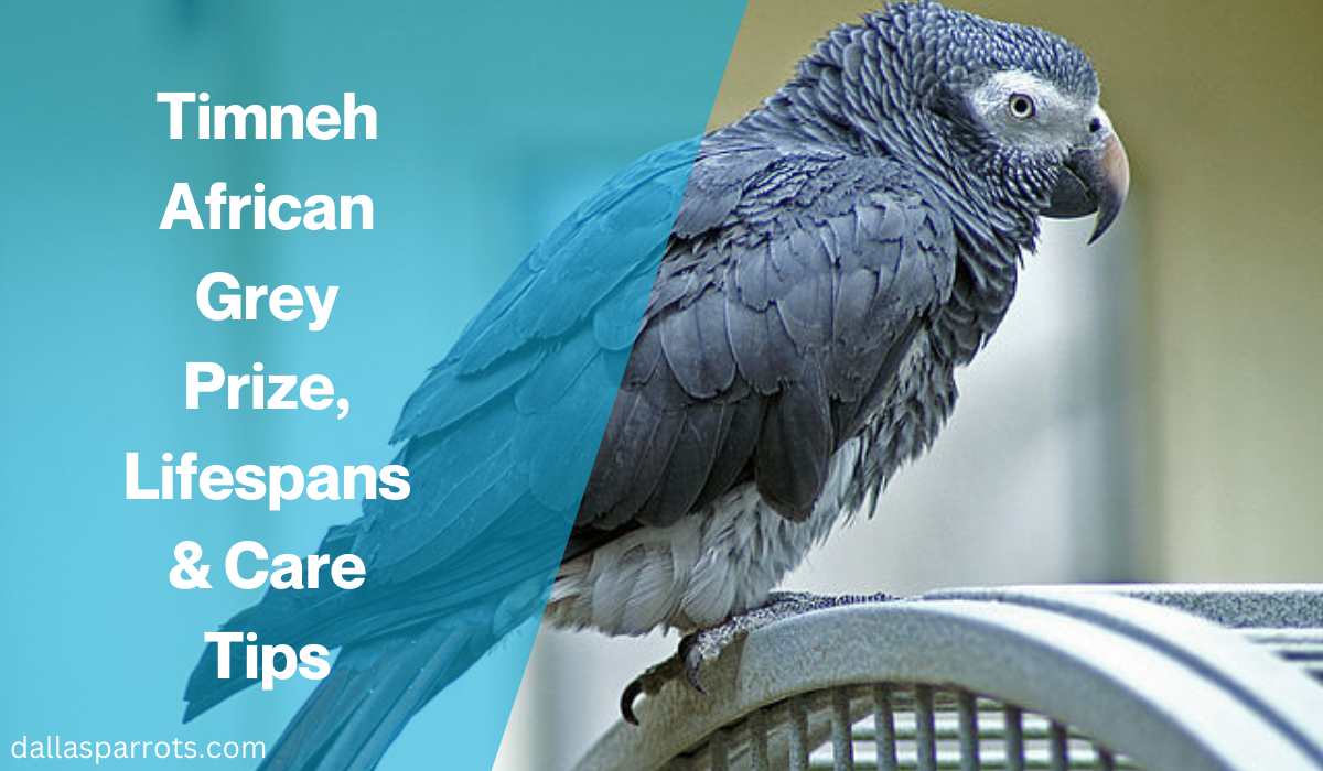 Timneh African Grey Price, Lifespans & Care Tips
