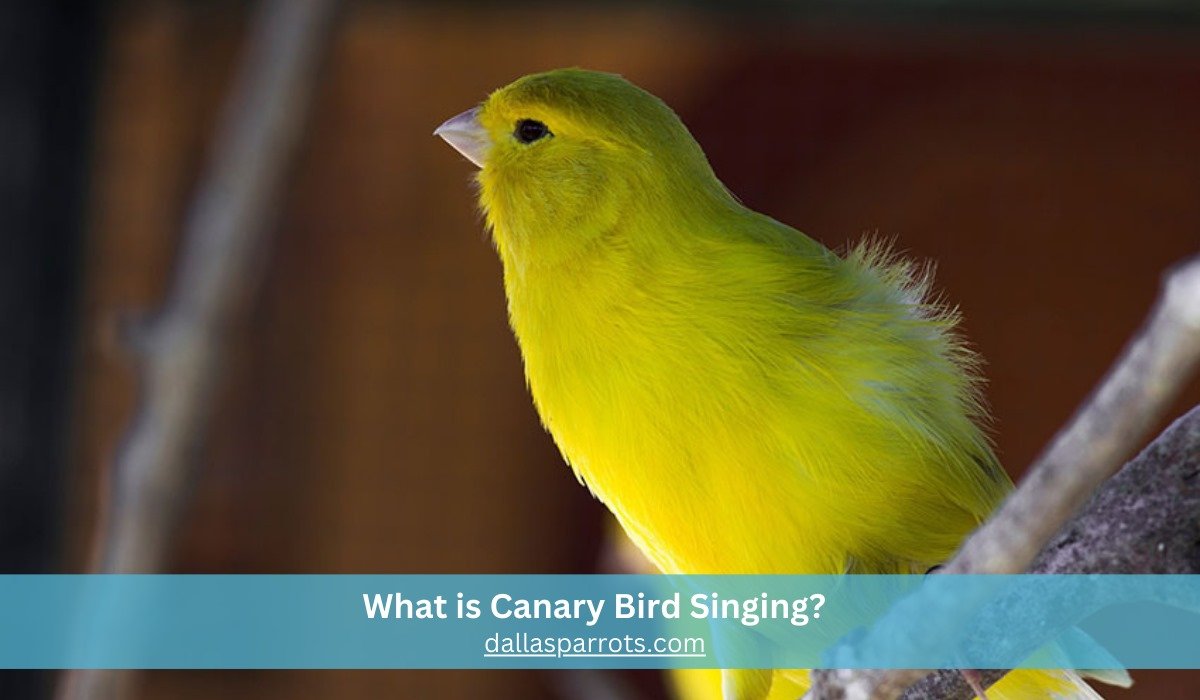 Canary Bird Singing Care Guide - Dallas Parrots | #1 Bird Sellers in ...