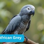 Congo African Grey
