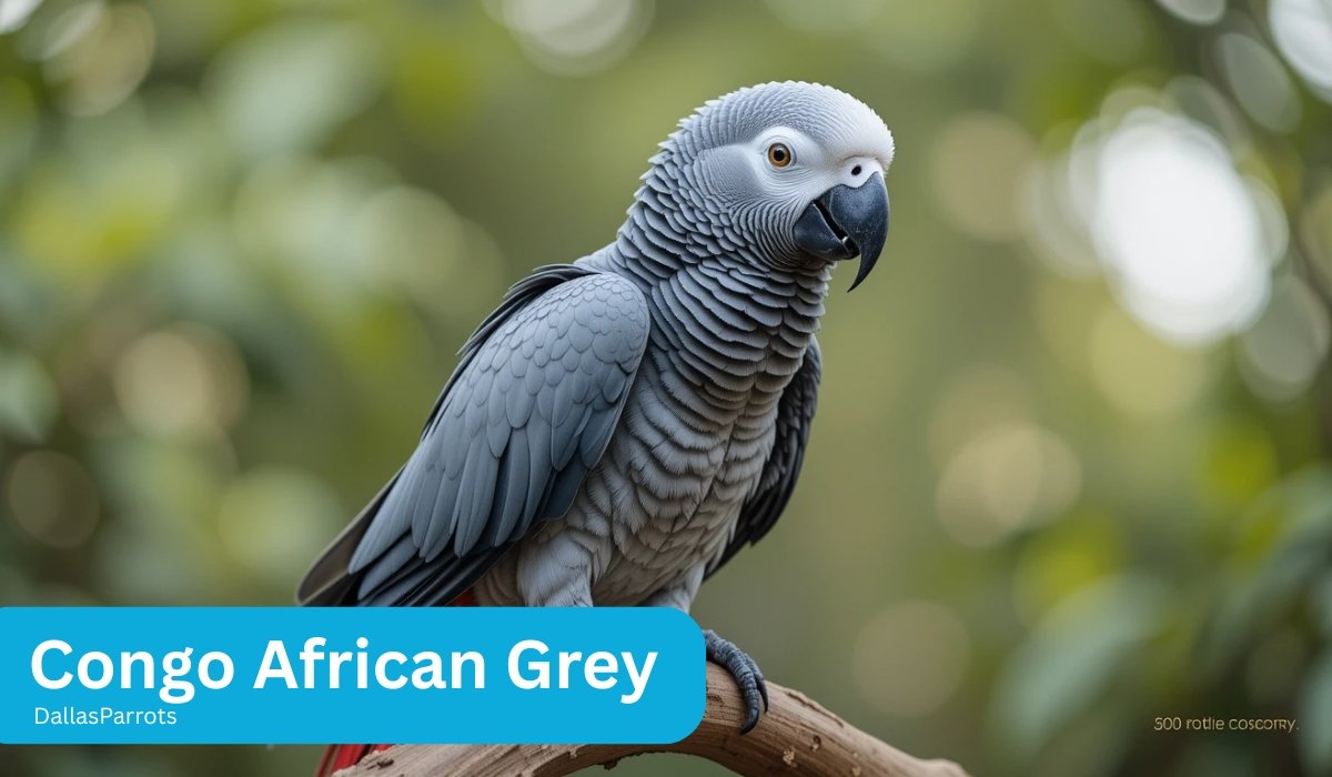 Congo African Grey Price, Lifespan, Care & Complete Companion Guide