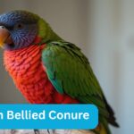 Crimson Bellied Conure
