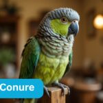 Dusky Conure