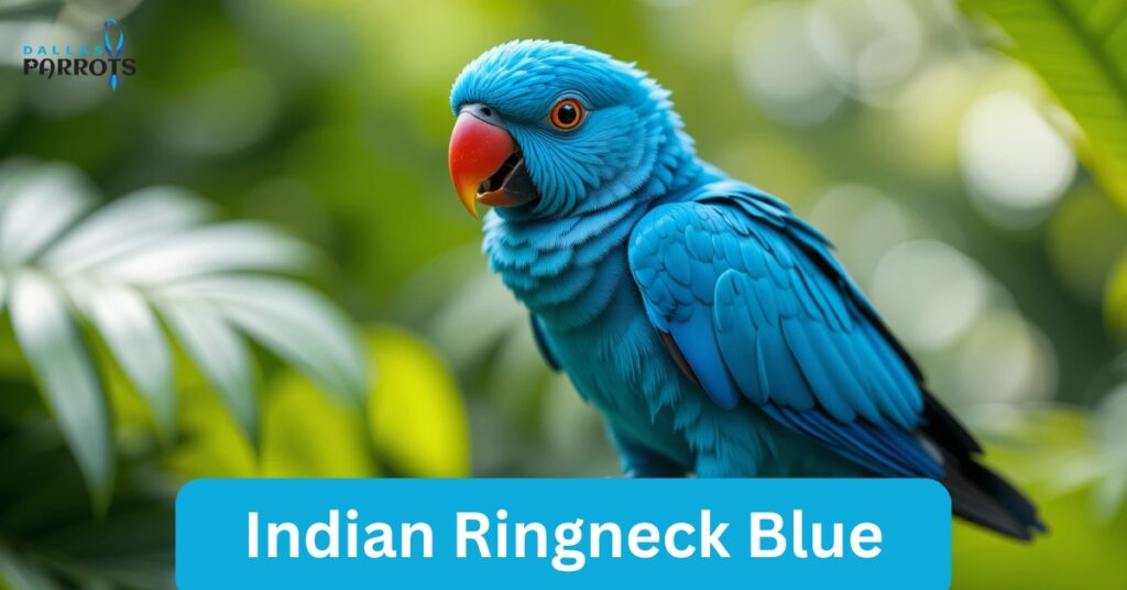Blue Indian Ringneck Parrot Price, Lifespan, Complete Care and Guide
