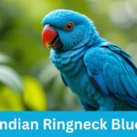Blue Indian Ringneck Parrot Price, Lifespan, Complete Care and Guide
