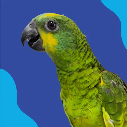 Blue Fronted Amazon
