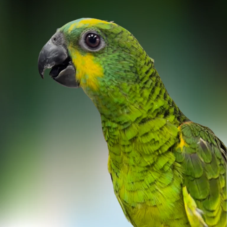 Blue Fronted Amazon