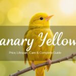 canary yellow in ddallas parrots