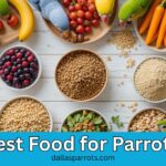 Best Food for Parrots