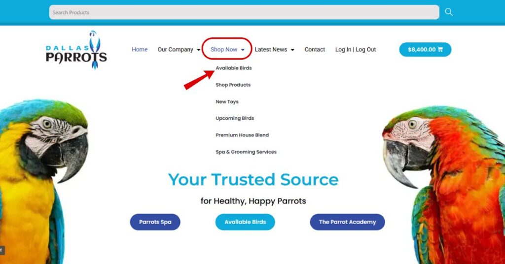 Step‑by‑Step: Buying Guide at Dallas Parrots