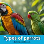 Top 2 Types of Parrots with Price, Benefits and Lifestyle from Dallas Parrot