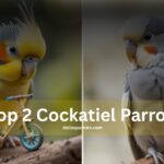 Top 2 cockatiel parrots make the best pet compared to other parrots