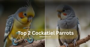 Top 2 cockatiel parrots make the best pet compared to other parrots