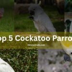 top 5 Cockatoo parrots