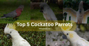Top 5 Cockatoo Parrots Price, Lifespan, Complete Care, and Buying Guide