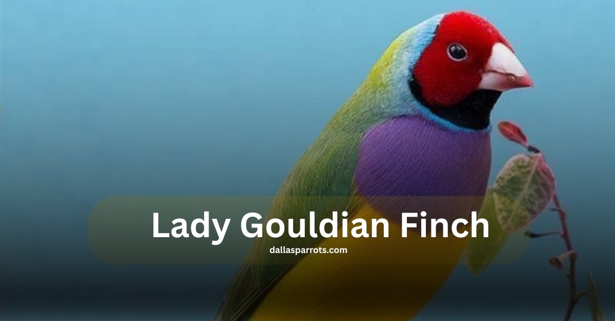 Lady Gouldian Finch Price, Lifespan, Complete Care, and Buying Guide