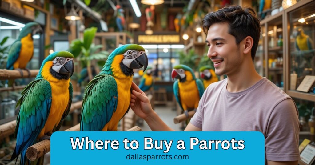 Dallas Parrots shows you where to buy a parrots today