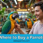 Dallas Parrots shows you where to buy a parrots today